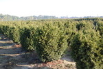 Taxus media 'Brownii'