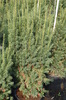 Taxus media 'Hicksii'