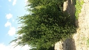 Taxus media 'Hillii'