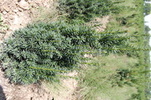 Taxus media 'Straight Hedge'