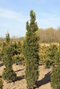 Taxus media 'Viridis (syn. Sticta Viridis)'