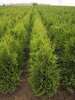 Thuja occidentalis 'Brabant'