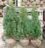 Thuja occidentalis 'Columna'