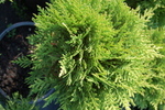 Thuja occidentalis 'Danica'