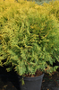 Thuja occidentalis 'Golden Globe'