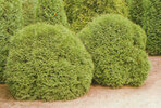 Thuja occidentalis 'Little Champion'