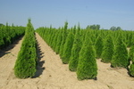 Thuja occidentalis 'Smaragd'