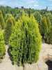 Thuja orientalis 'Nusi'