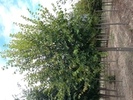 Tilia americana 'American Sentry'