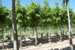 Tilia americana 'Nova'