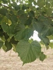 Tilia cordata 'Berlini'