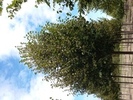Tilia cordata 'Greenspire'