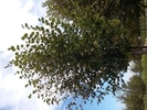 Tilia cordata 'Rancho'