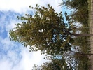 Tilia cordata 'Savaria'