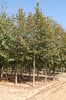 Tilia cordata