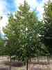 Tilia x euchlora