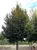 Tilia platyphyllos 'Ági'