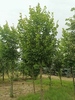 Tilia platyphyllos 'Örebro' karcsúkúp