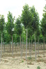 Tilia platyphyllos 'Sárgavesszejű' keskenykúp