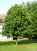 Tilia platyphyllos