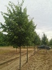 Tilia 'Szent István'