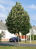 Tilia tomentosa 'Szeleste'