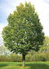 Tilia tomentosa 'Teri'