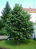 Tilia tomentosa