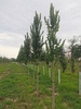Ulmus 'Columella'