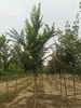 Ulmus 'Lobel'