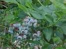 Vaccinium corymbosum 'Bluecrop'