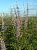 Vitex agnus-castus