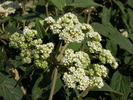 Viburnum bodnantense