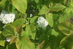 Viburnum lantana