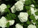 Viburnum opulus 'Roseum'