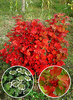 Viburnum opulus