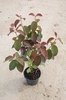 Viburnum plicatum f. tomentosum