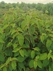 Viburnum plicatum 'Mariesii'