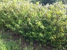 Viburnum plicatum 'St. Keverne'