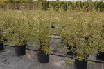 Viburnum 'Pragense'