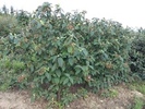 Viburnum rhytidophyllum 'Alleghany'