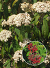 Viburnum rhytidophylloides 'Holland'