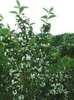 Weigela florida 'Candida'