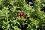Weigela florida 'Red Prince'