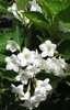 Weigela florida 'Snowflake'