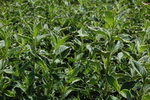Weigela florida 'Suzanne'