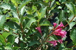 Weigela florida 'Tango'
