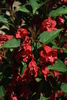 Weigela florida