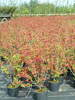 Weigela hibrid 'Eva Rathke'