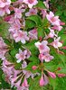 Weigela hibrid 'Le Printemps'